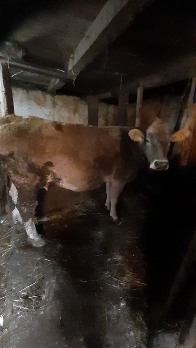 Vaca Bruna de vanzare