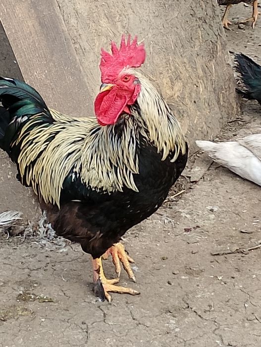 Rațe leșești și cocoși de vânzare, crescute în libertate