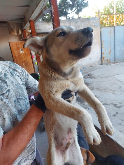 Собака. На половину ХАСКИ