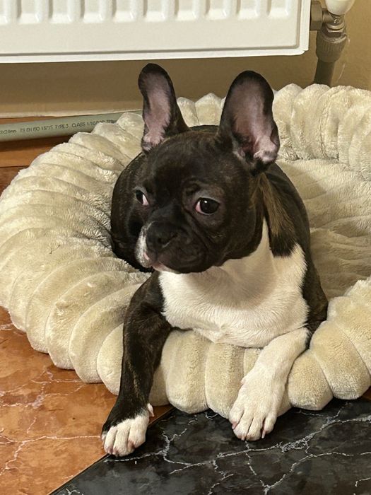 Продава се френски булдог