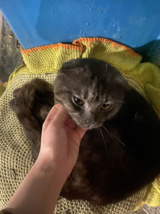 породистый котик