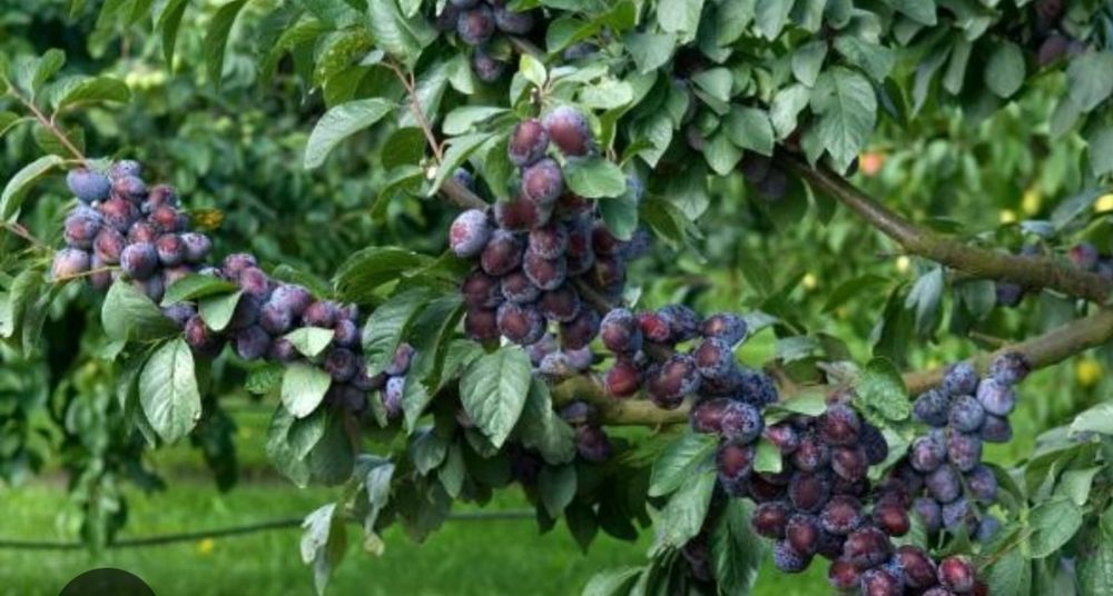 Кучатлар саженцы