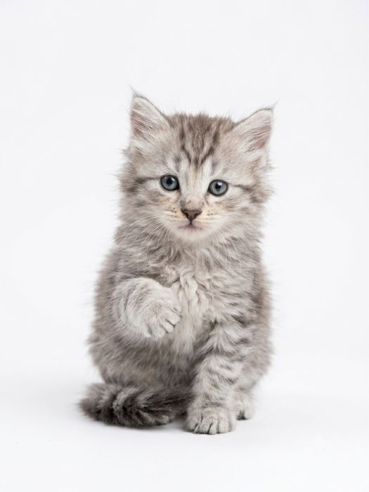 Котенок британский длинношерстный