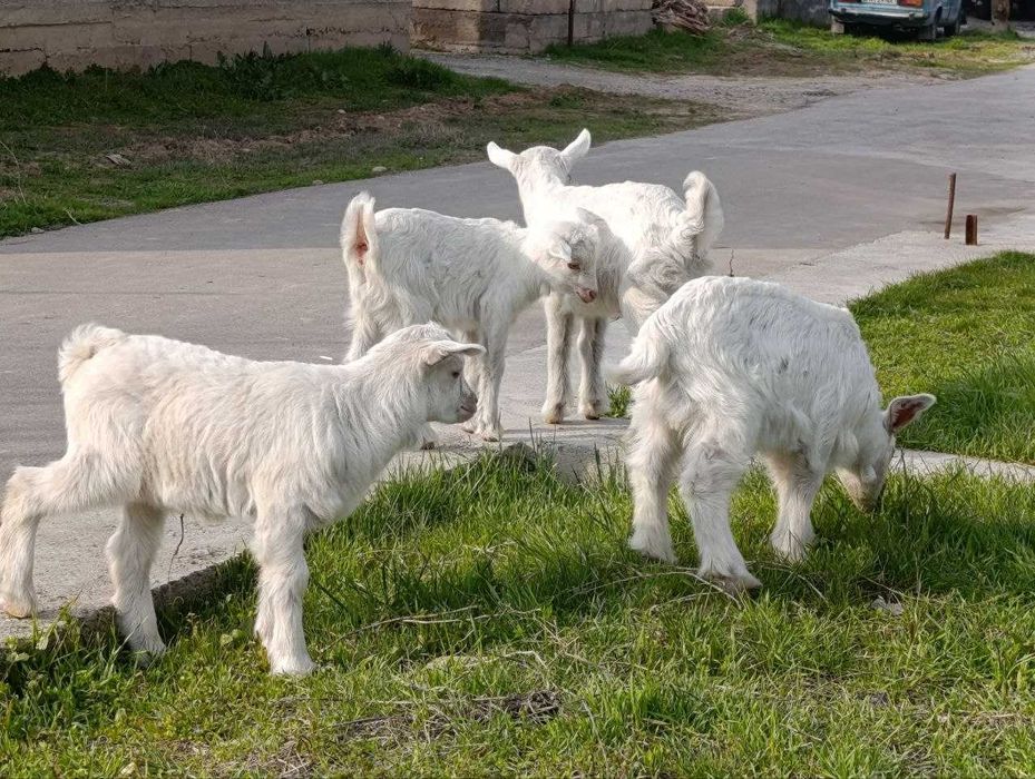 Зотдор эчки улокчалари билан сотилади
