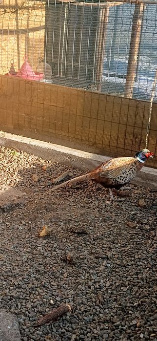 Mascul fazan platină 2025