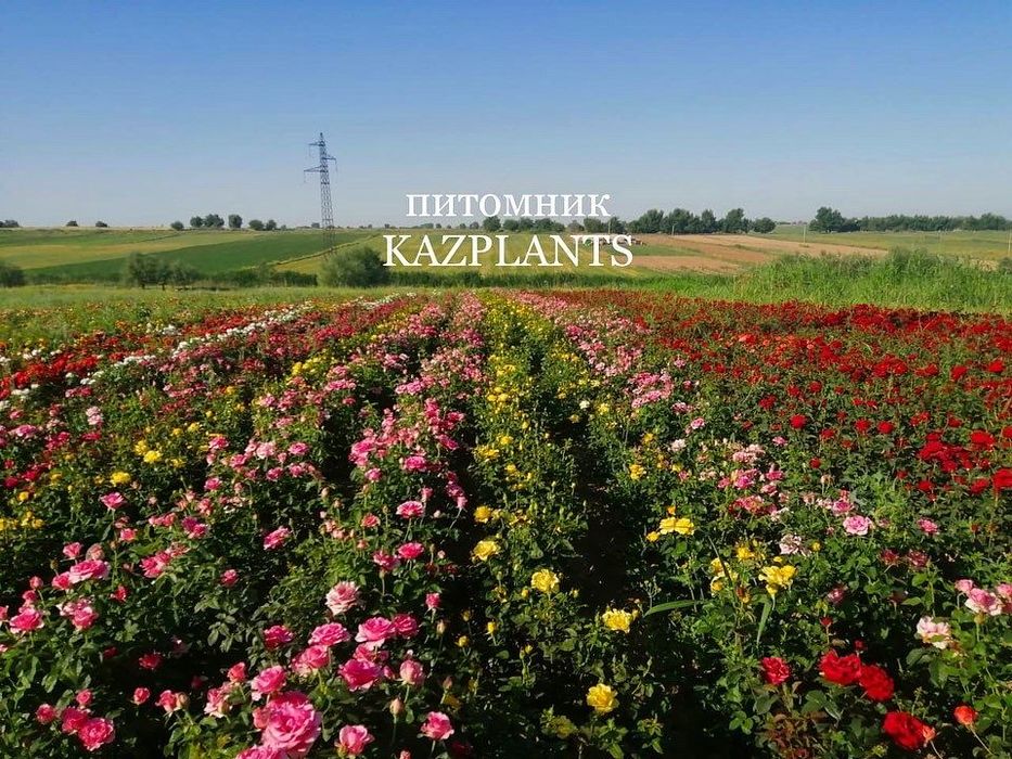 Розы Кустовые Английские