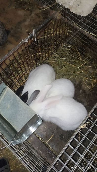 Кролики 4 месячные
