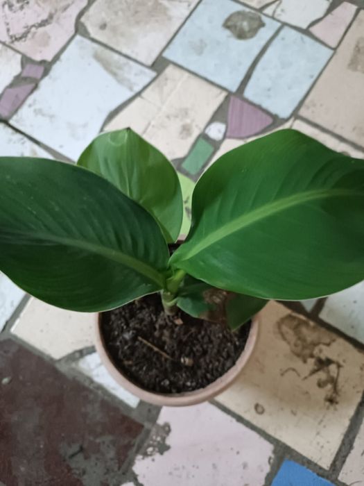 Продам комнатные цветы