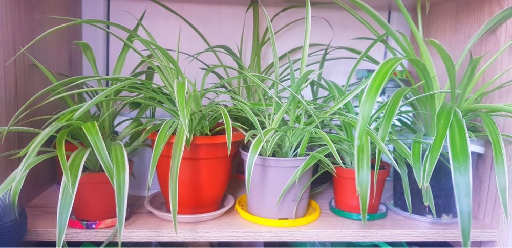 Хлорофитум