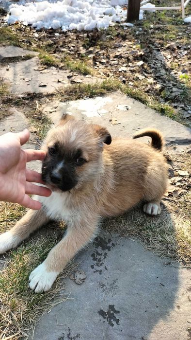 Щенки  бесплатно