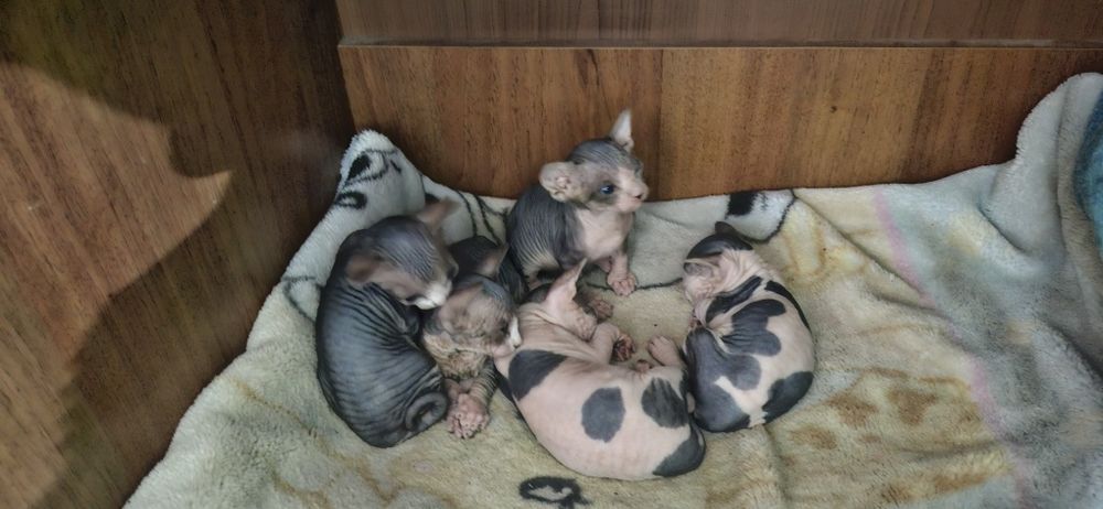 Котята канадского сфинкс!