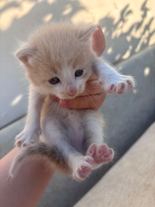 Котята бесплатно в добрые руки