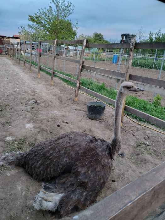 De vânzare o femelă!