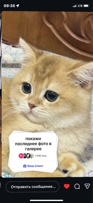 Британская шиншила