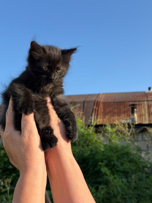 Котенок девочка  в добрые руки