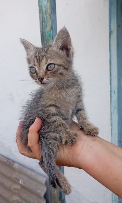 Бездомные котята ищут дом