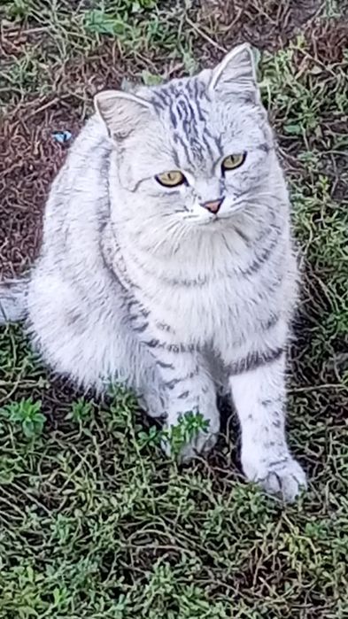 Отдам котят кошку