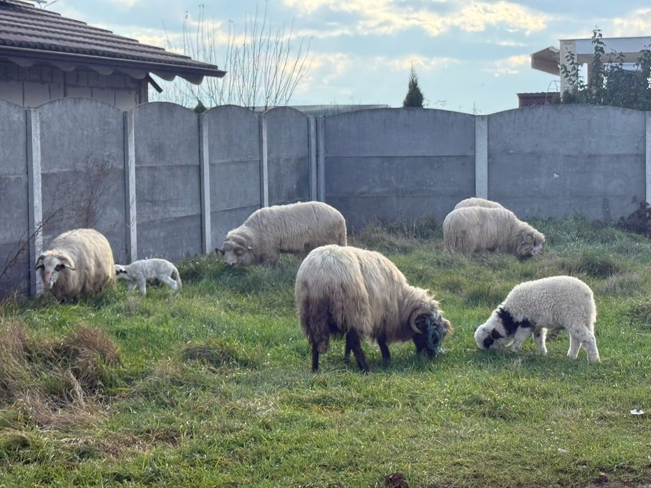 Oii Miei Berbeci de vînzare