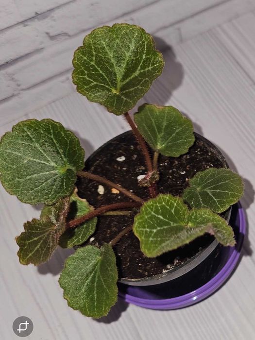 Камнеломка плетеносная, 2 вида