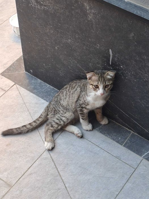СРОЧНО ищу дом для этого кота!