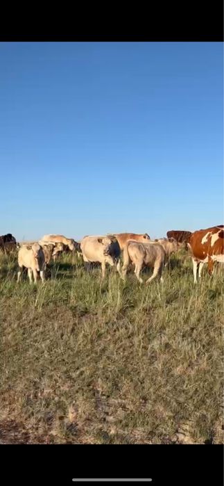 Аулиеколь коровы / Әулиекөл сиырлар