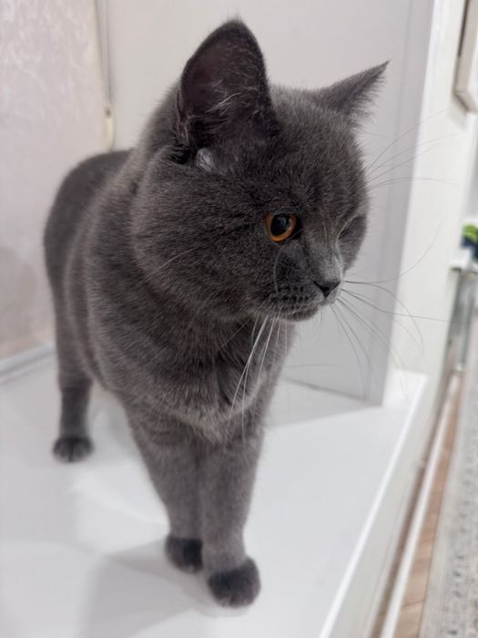 Отдам кота британца