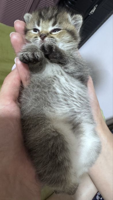 Скотиш фолд котята