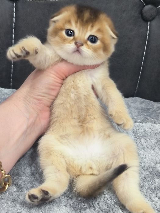 Чистокровные котята
