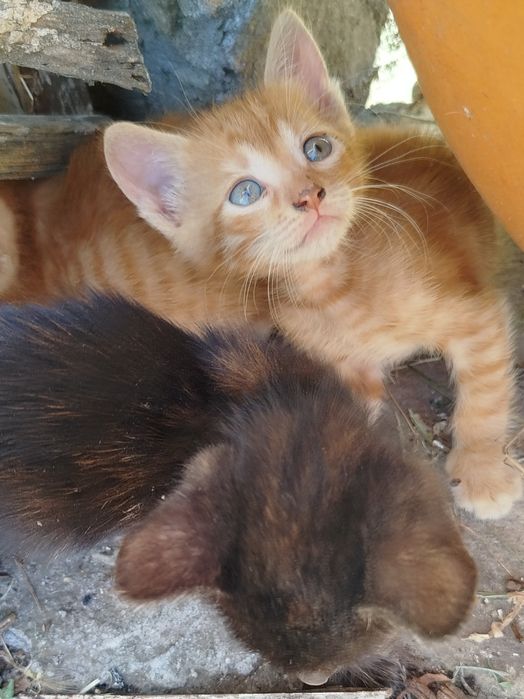 Малки котета търсят дом