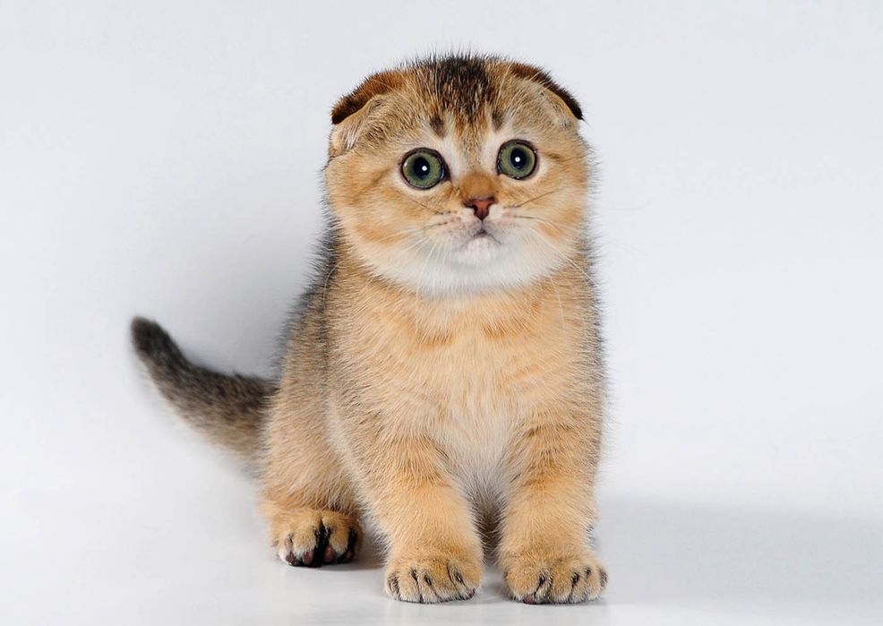 Продам котенка золотая шиншила