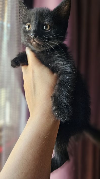 Котята домашние 2 месяца