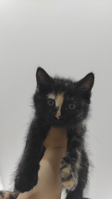 Uy Mushugi qiz bola emlangan soglom