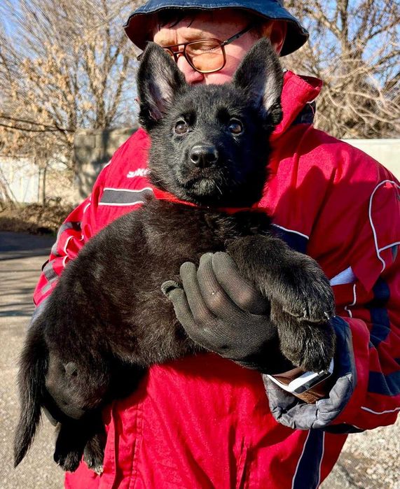 Щенки Немецкой овчарки  , с документами , 2 месяца.