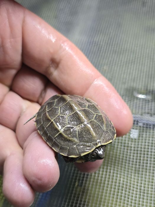 Черная хвостатая черепаха