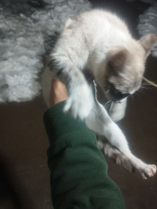 Уй мушиги сотилади