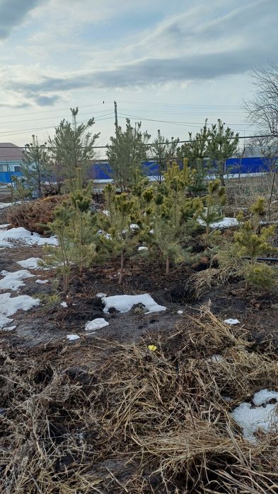 Продам сосны и др