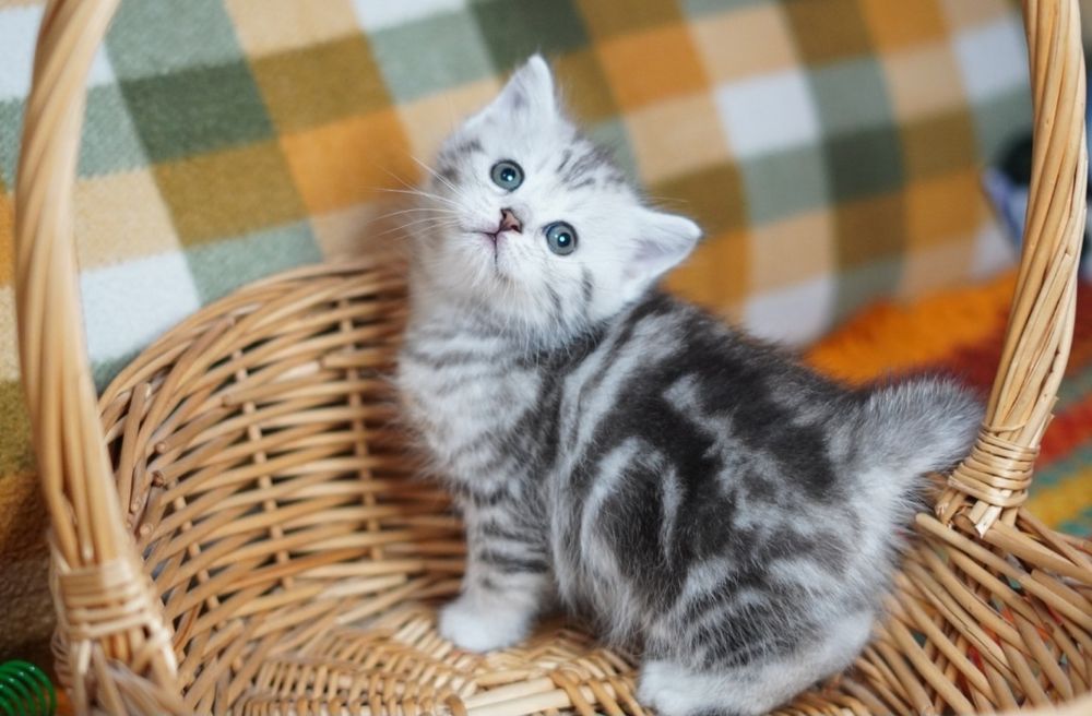 Шотландские Шикарные Котятки, Фолдики и Страйты