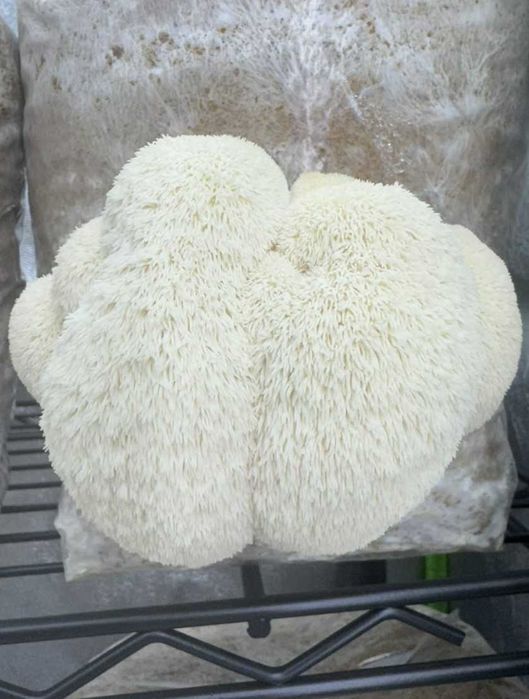 Домашно отгледани гъби Лъвска грива | Hericium erinaceus