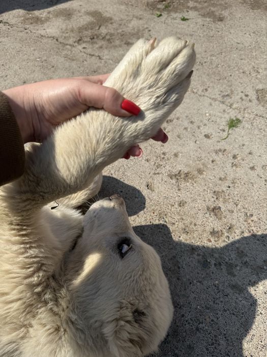 Продается алабай сука