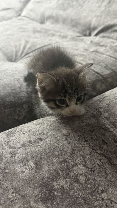 Отдам котёнка в добрые руки