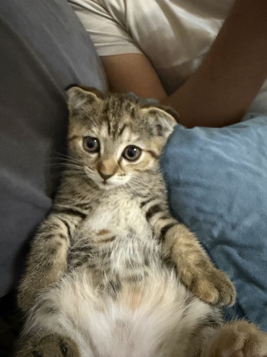 Продается котенок