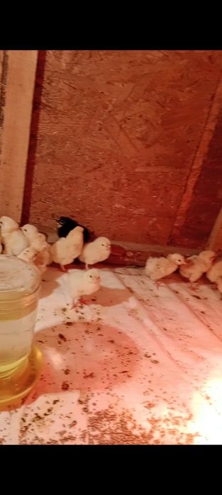 Цыплята домашние помесные