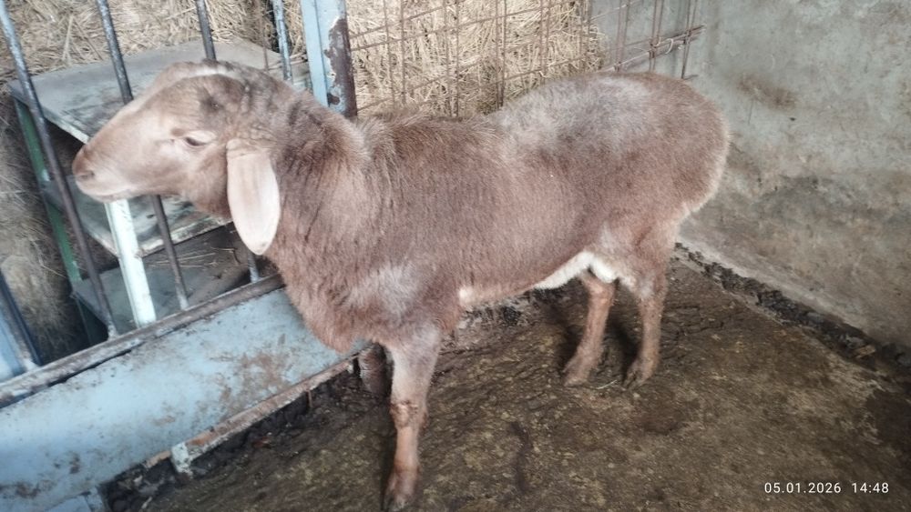 Qo'chqor arashan sotiladi