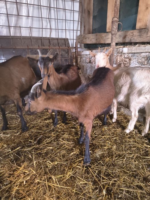 Vând capre Alpina Franceza