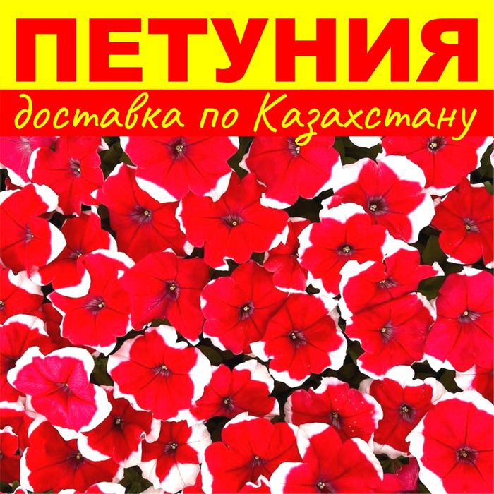 Петуния рассада оптом