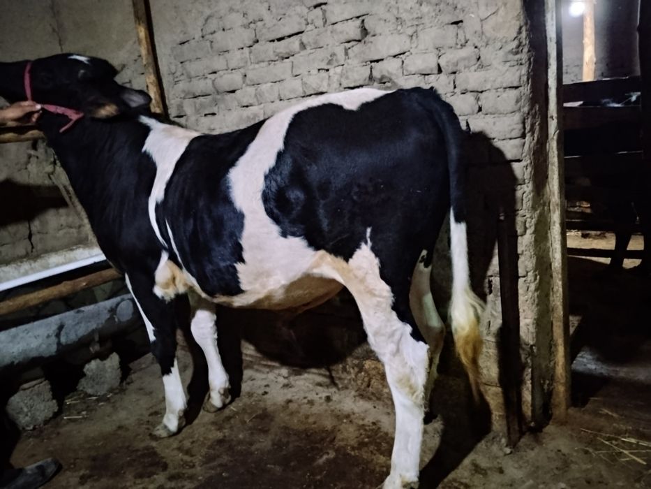Buqa 11oyli otasi shvet onasi rasiyskiy boyi 120
