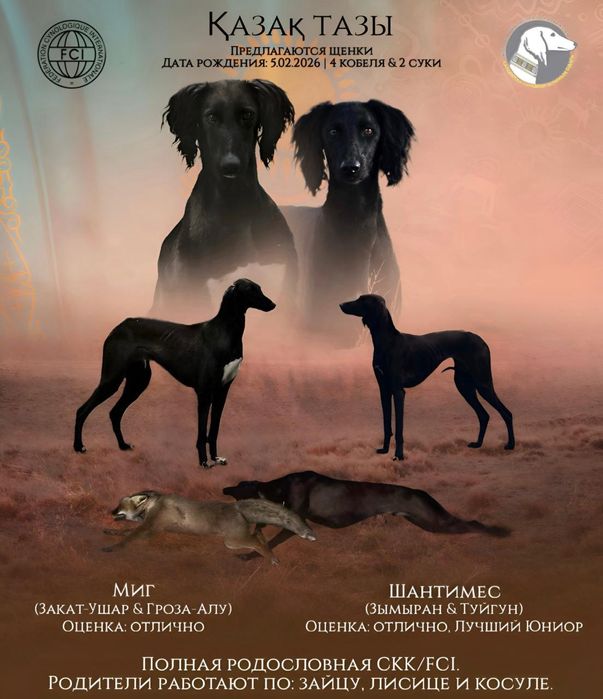 Казахская тазы щенки