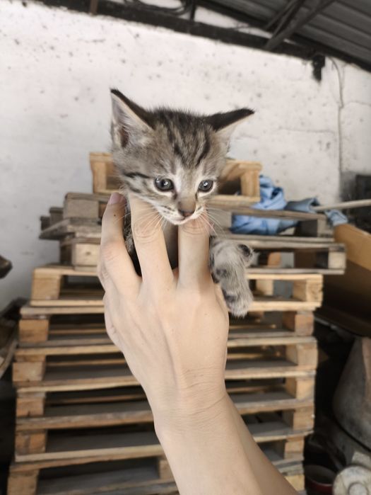 Отдам бесплатно котят