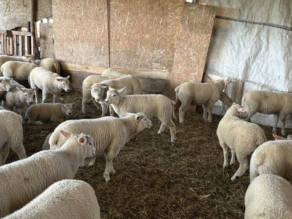 Berbeci TEXEL