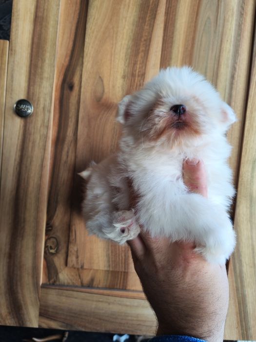 Fetita bichon maltez mini